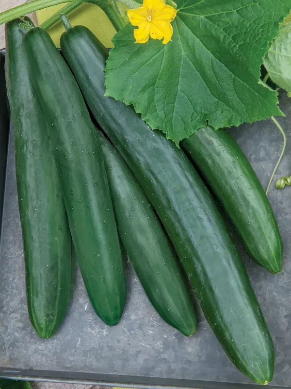 Cucumber: English Telegraph