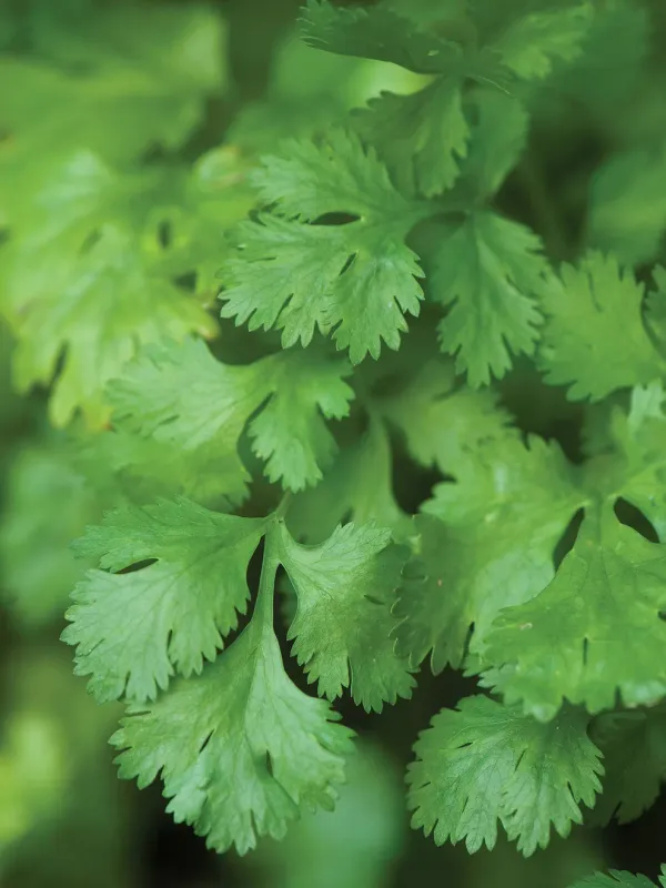 Cilantro (Santo Coriander)