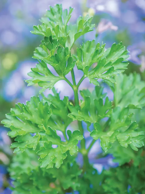 Parsley: Curled