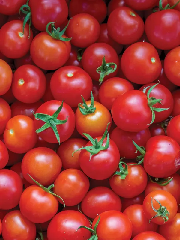Tomato - Cherry: Sweet 100