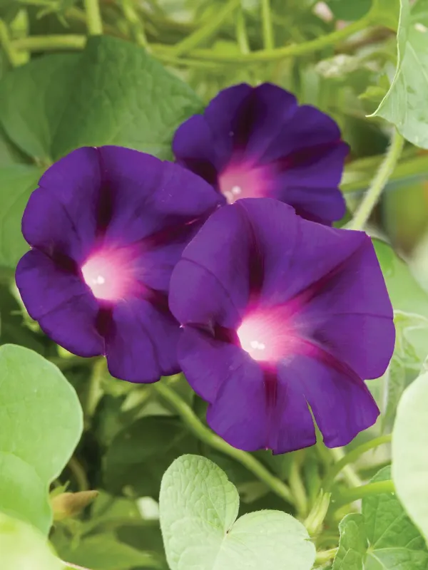 Morning Glory: Grandpa Ott Morning Glory: Grandpa Ott