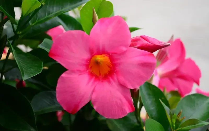 Dipladenia - Rio: Pink Dipladenia - Rio: Pink