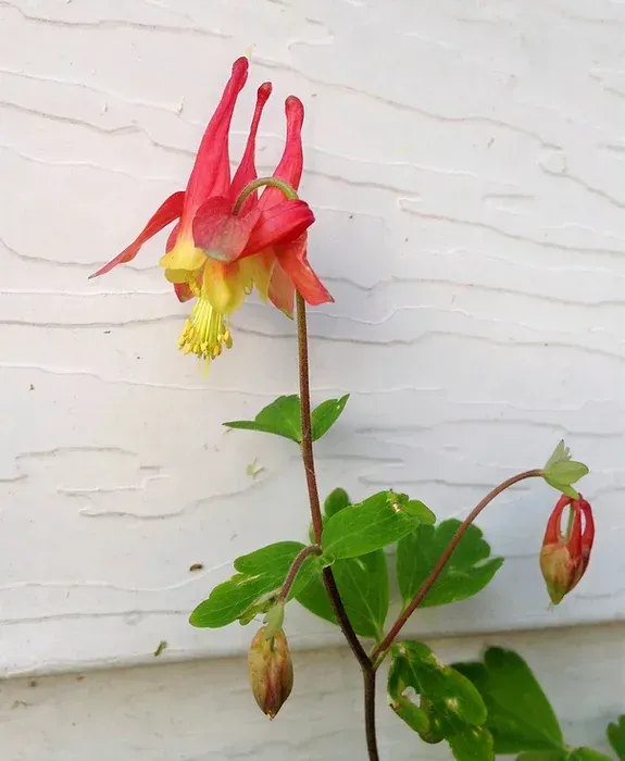 Red Columbine