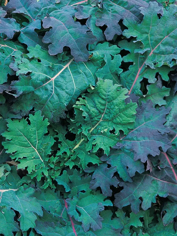 Kale: Red Russian