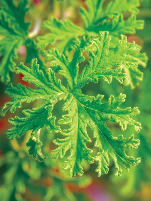 Geranium - Citronella