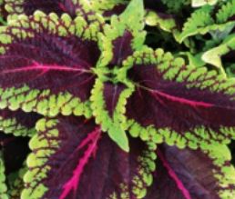 Coleus - Main Street: Alligator Alley