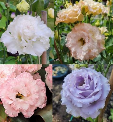 Lisianthus