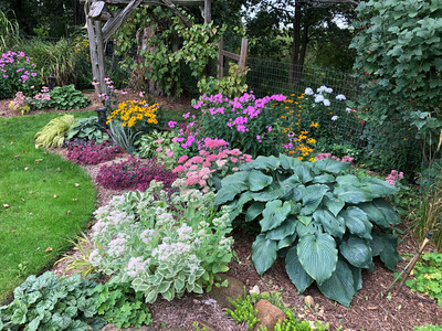 Perennials