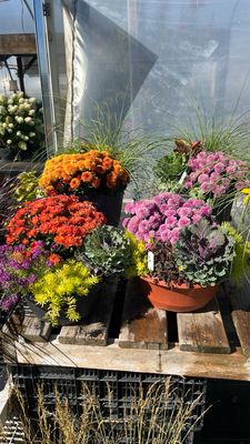 Fall Plants