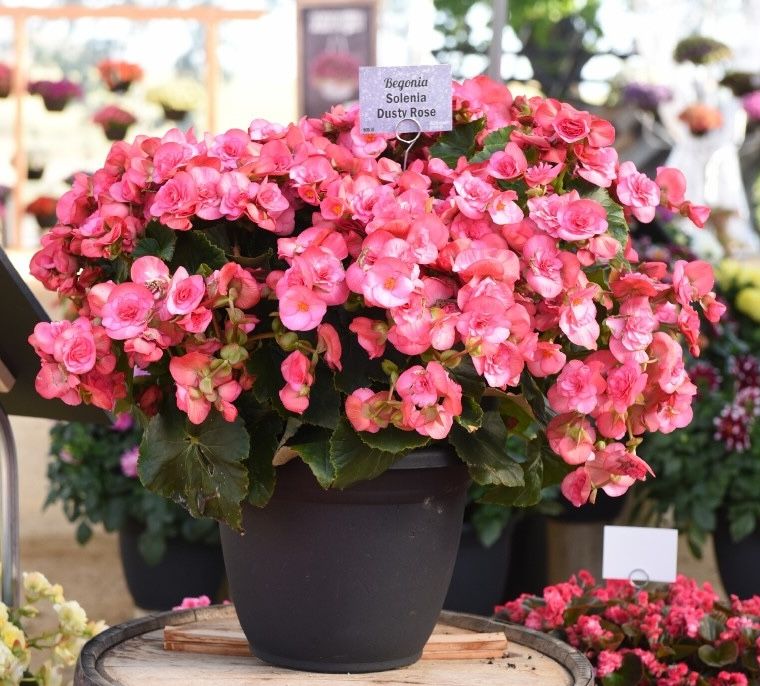 Begonia - Solenia: Dusty Rose