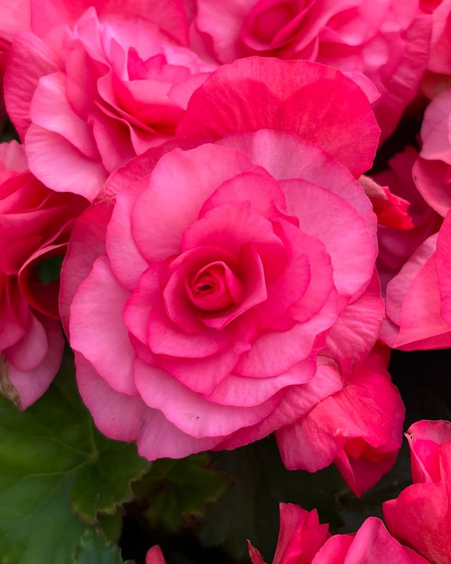 Begonia - Solenia: Dusty Rose Begonia - Solenia: Dusty Rose