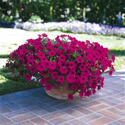 Petunia - Wave: Purple Classic