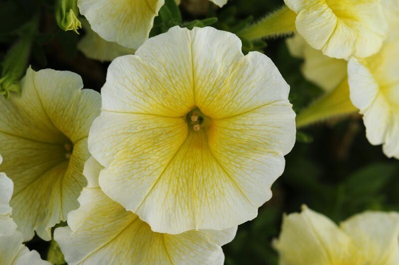 Petunia - Easy Wave: Yellow Petunia - Easy Wave: Yellow