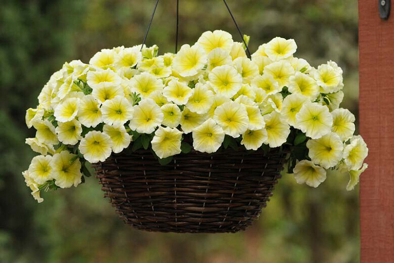 Petunia - Easy Wave: Yellow