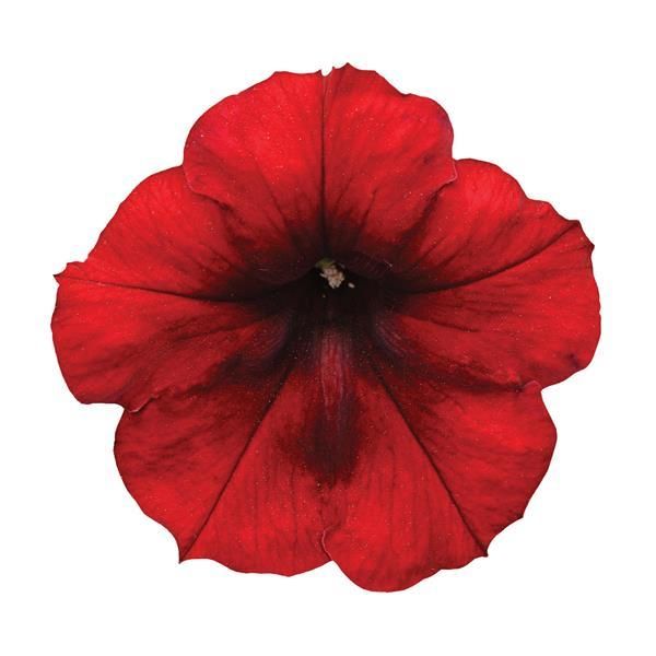 Petunia - Easy Wave: Red Velour Petunia - Easy Wave: Red Velour