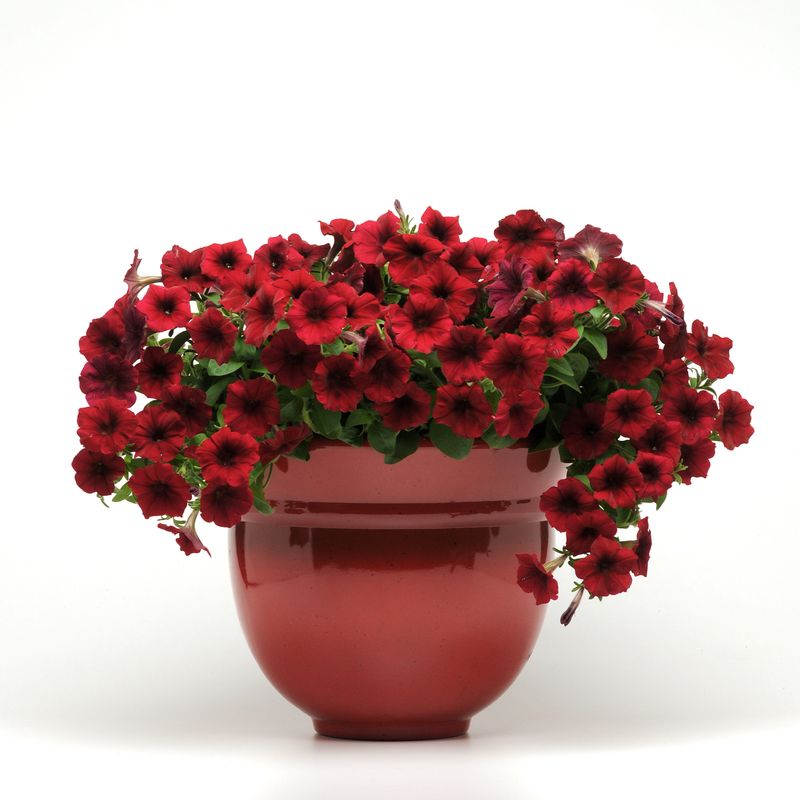 Petunia - Easy Wave: Red Velour