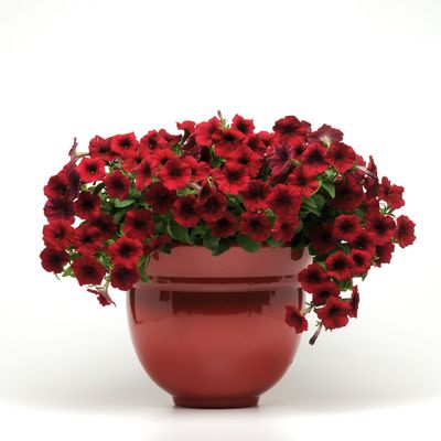Petunia - Easy Wave: Red Velour
