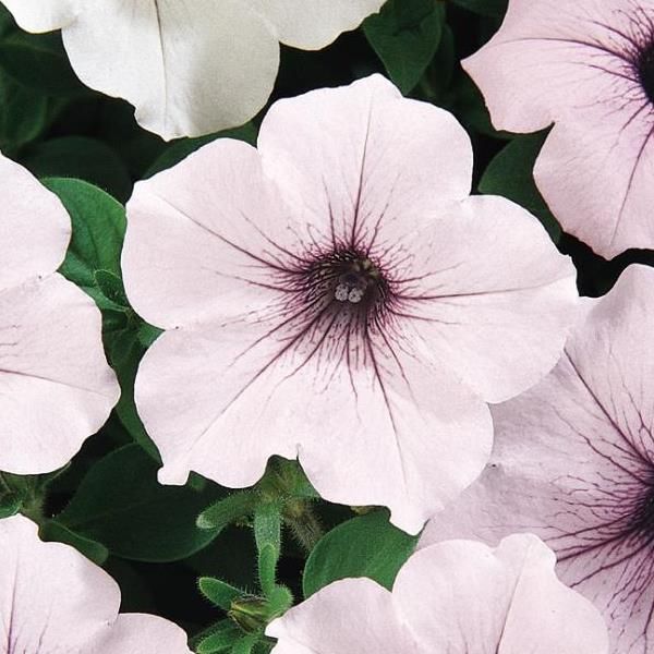 Petunia - Tidal Wave: Silver Petunia - Tidal Wave: Silver