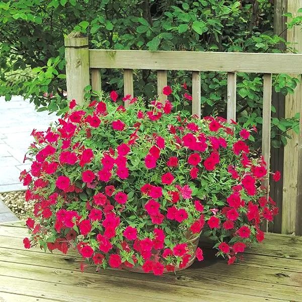 Petunia - Tidal Wave: Cherry