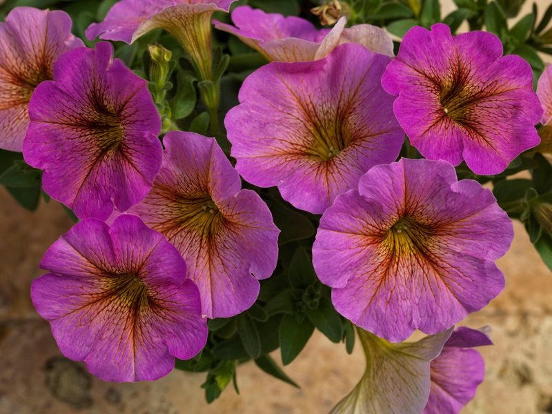 Petchoa - SuperCal: Premium Sunray Pink