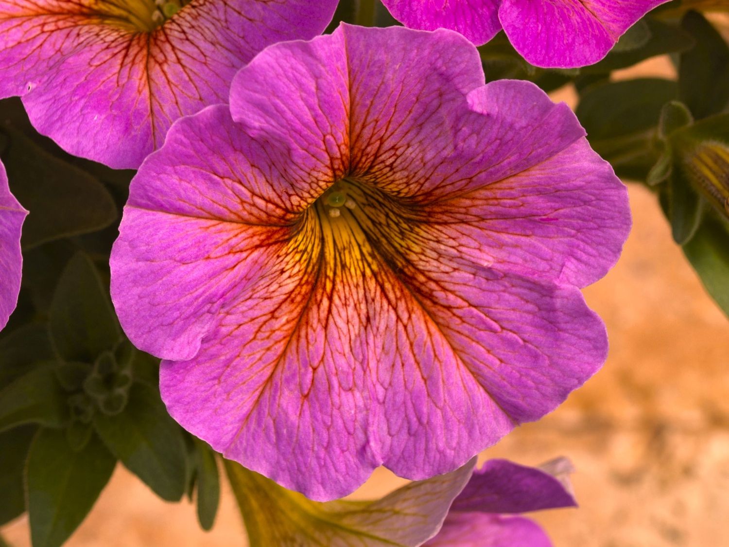 Petchoa - SuperCal: Premium Sunray Pink