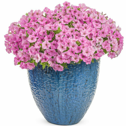 Petunia - Supertunia: Vista Bubblegum