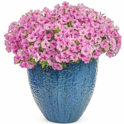Petunia - Supertunia: Vista Bubblegum