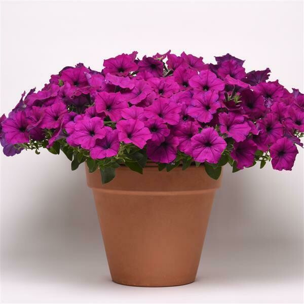 Petunia - Easy Wave: Violet