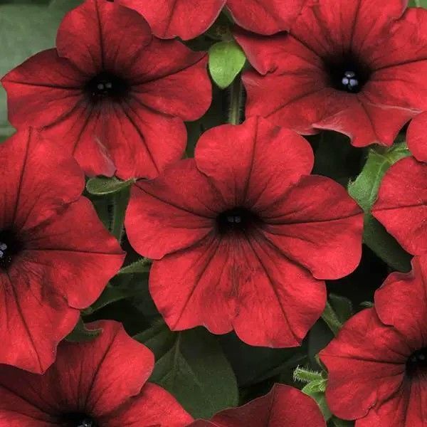 Petunia - Tidal Wave: Red Velour Petunia - Tidal Wave: Red Velour