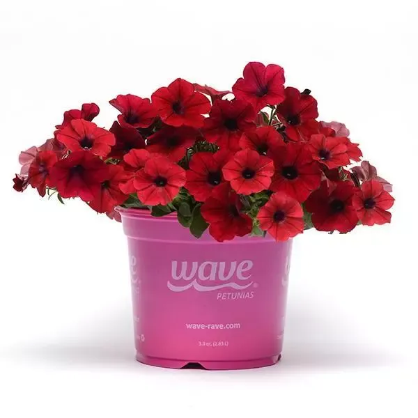 Petunia - Tidal Wave: Red Velour