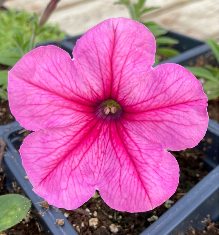 Petunia - Easy Wave: Pink Passion Petunia - Easy Wave: Pink Passion