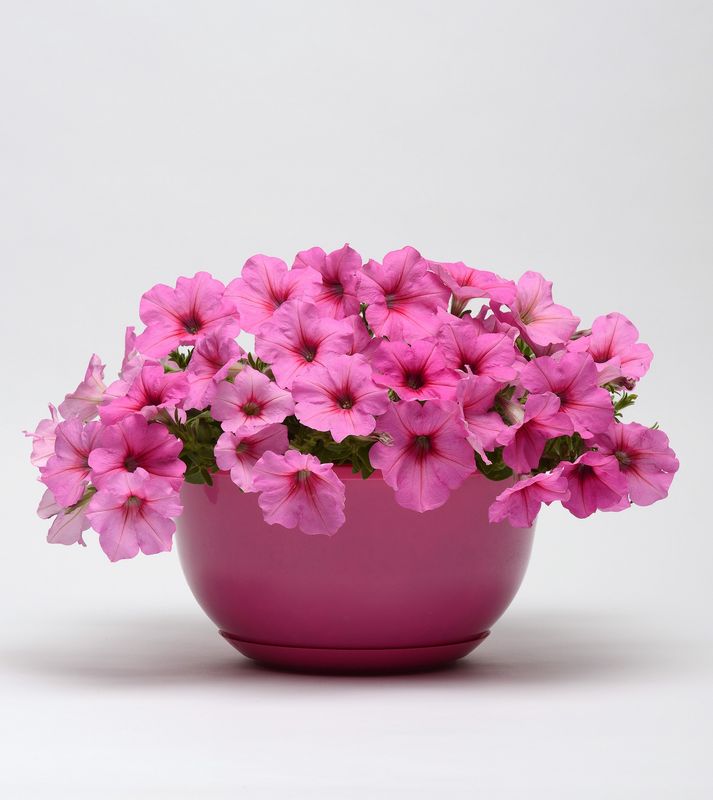 Petunia - Easy Wave: Pink Passion