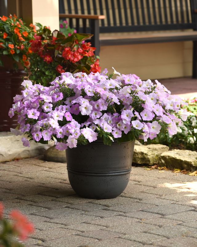 Petunia - Wave: Misty Lilac