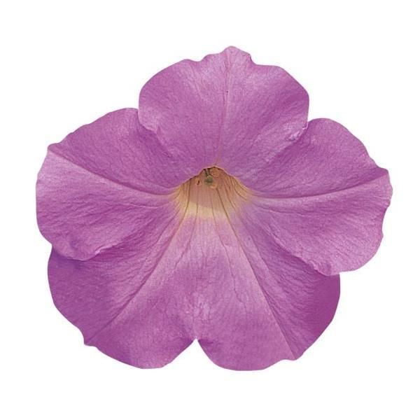Petunia - Wave: Misty Lilac Petunia - Wave: Misty Lilac