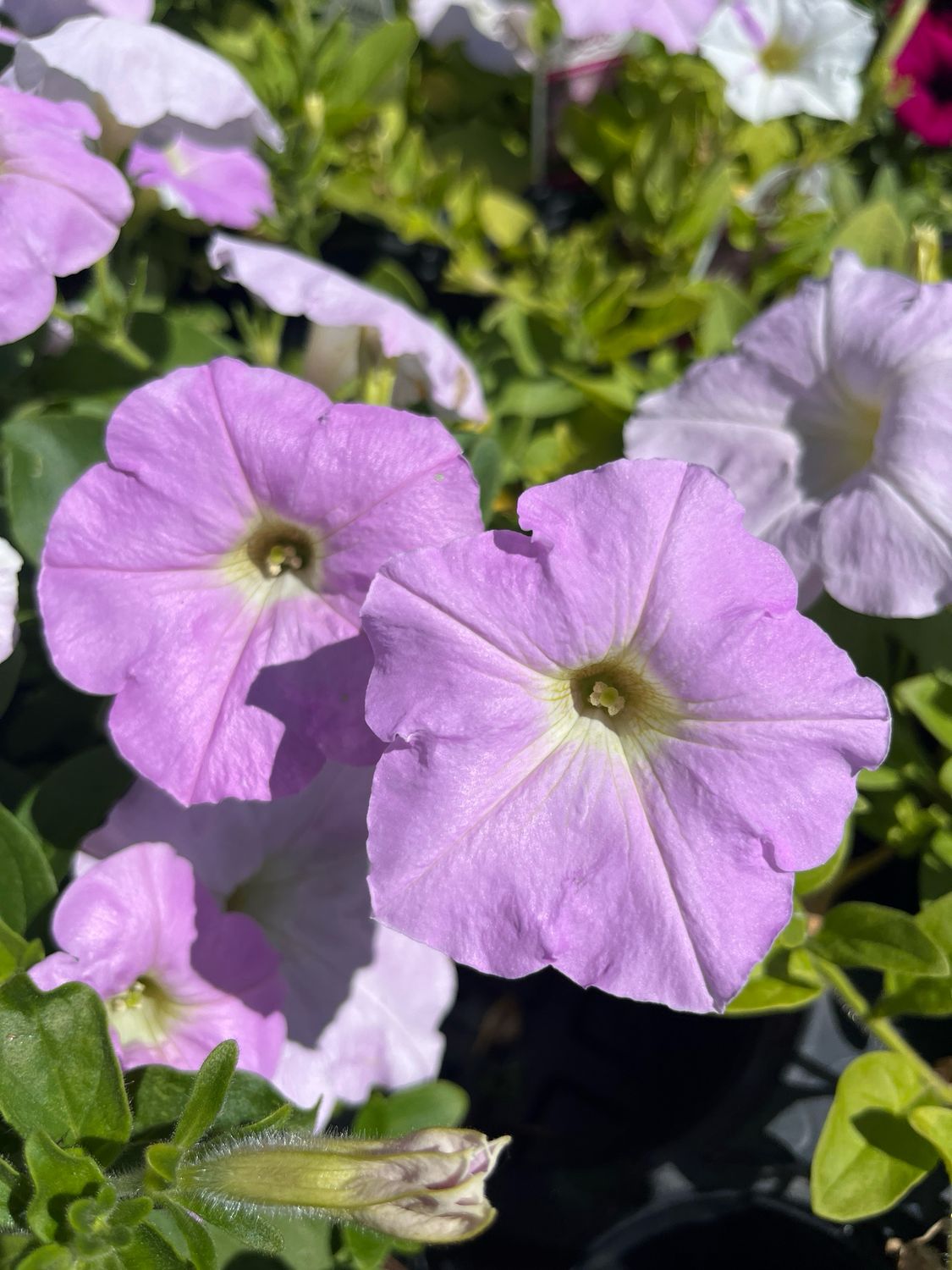 Petunia - Wave: Misty Lilac