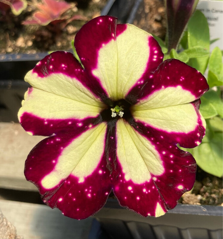 Petunia - Headliner: Starry Sky Burgundy Petunia - Headliner: Starry Sky Burgundy