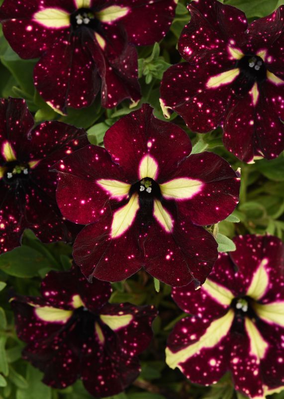 Petunia - Headliner: Starry Sky Burgundy