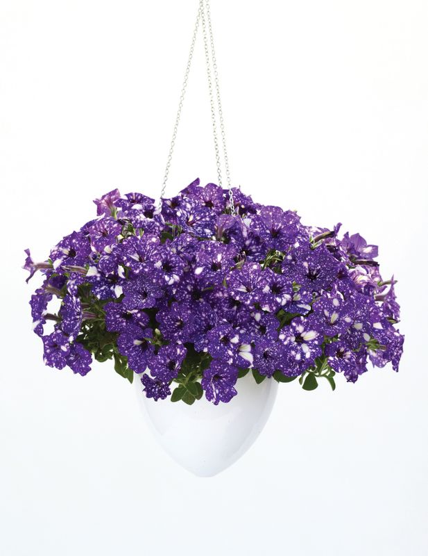 Petunia - Headliner: Night Sky