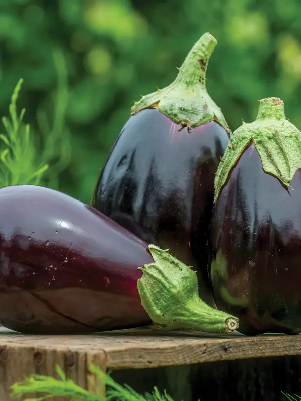 Eggplant: Black Beauty Eggplant: Black Beauty