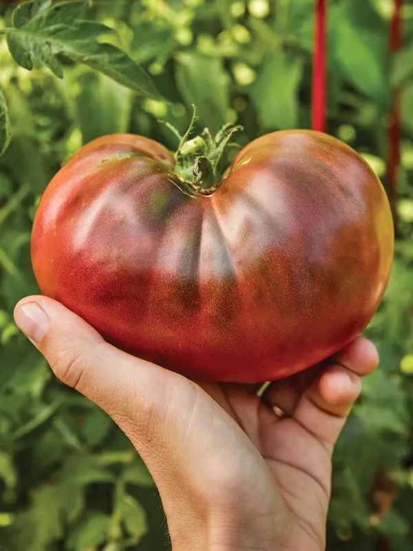 Tomato: Black Krim Tomato: Black Krim