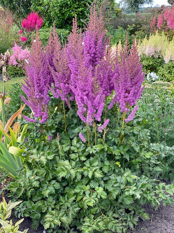 Astilbe: Black Pearls