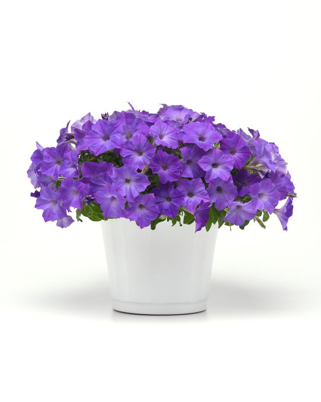 Petunia - Easy Wave: Lavender Sky Blue