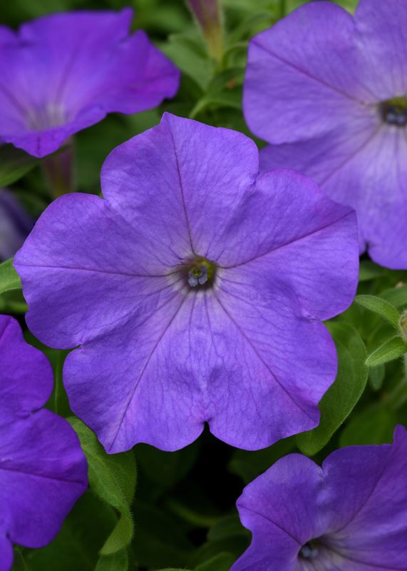 Petunia - Easy Wave: Lavender Sky Blue Petunia - Easy Wave: Lavender Sky Blue