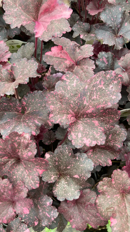 Heuchera: Midnight Rose