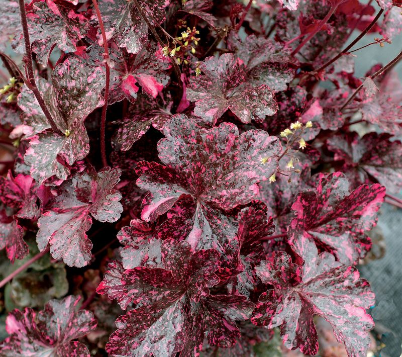 Heuchera: Midnight Rose