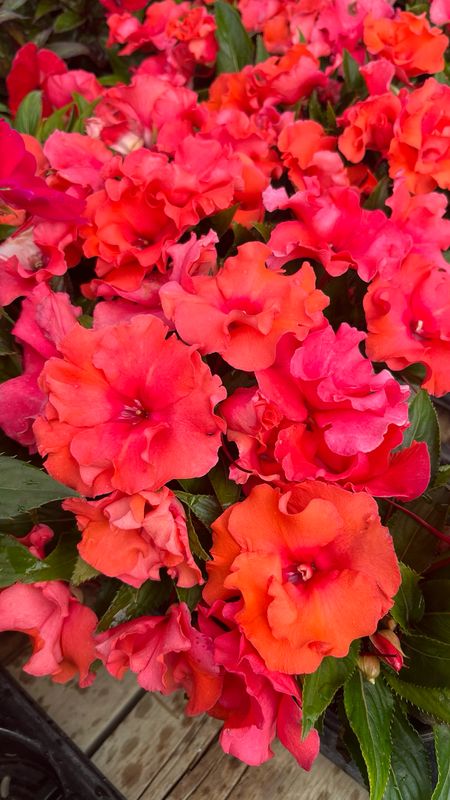 Impatiens - New Guinea: Roller Coaster Dark Coral Impatiens - New Guinea: Roller Coaster Dark Coral