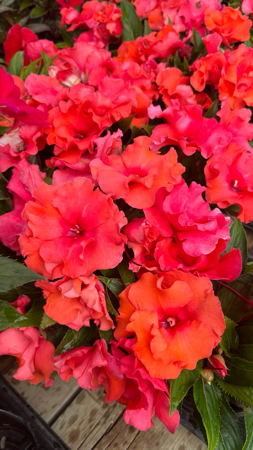 Impatiens - New Guinea: Roller Coaster Dark Coral Impatiens - New Guinea: Roller Coaster Dark Coral