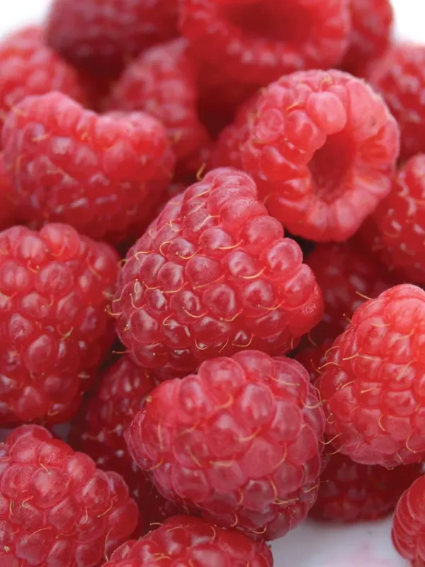 Raspberry: Heritage