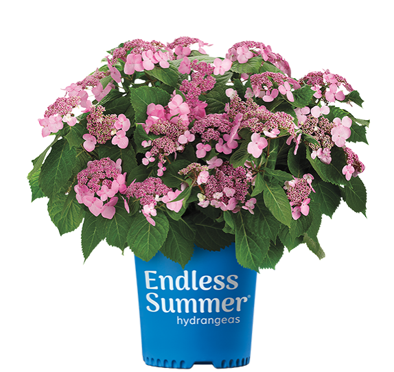 Hydrangea: Twist-n-Shout
