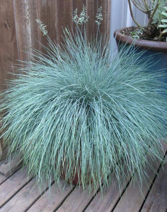Blue Fescue Grass